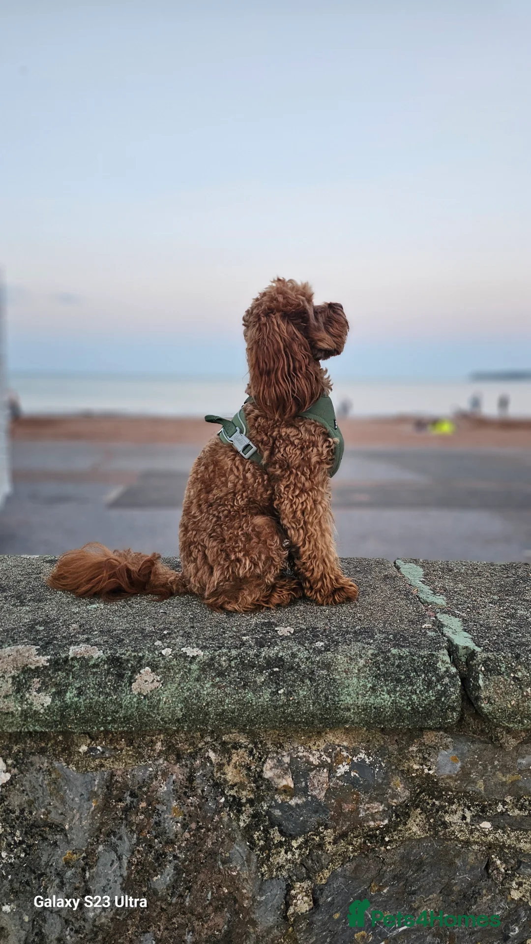 Cavapoo dogs for stud:  Toy cavapoo (proven stud) - Advert 7