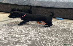 Labradoodle dogs for sale: Gorgeous black labradoodles - Advert 3