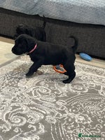 Labradoodle dogs Gorgeous black labradoodles - Advert 1