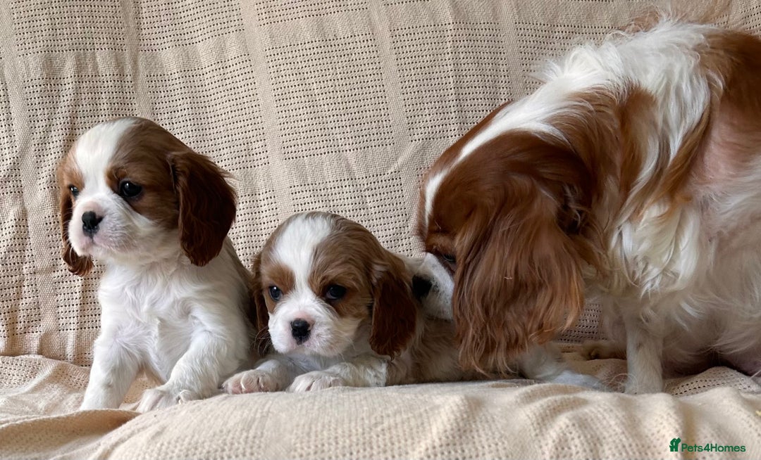 Cavalier King Charles Spaniel dogs for sale: Gorgeous Cavalier King Charles Puppies  - Image 18