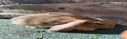 Giant Papillon rabbits for sale: continental giant , minilop , netherland draft - Advert 20