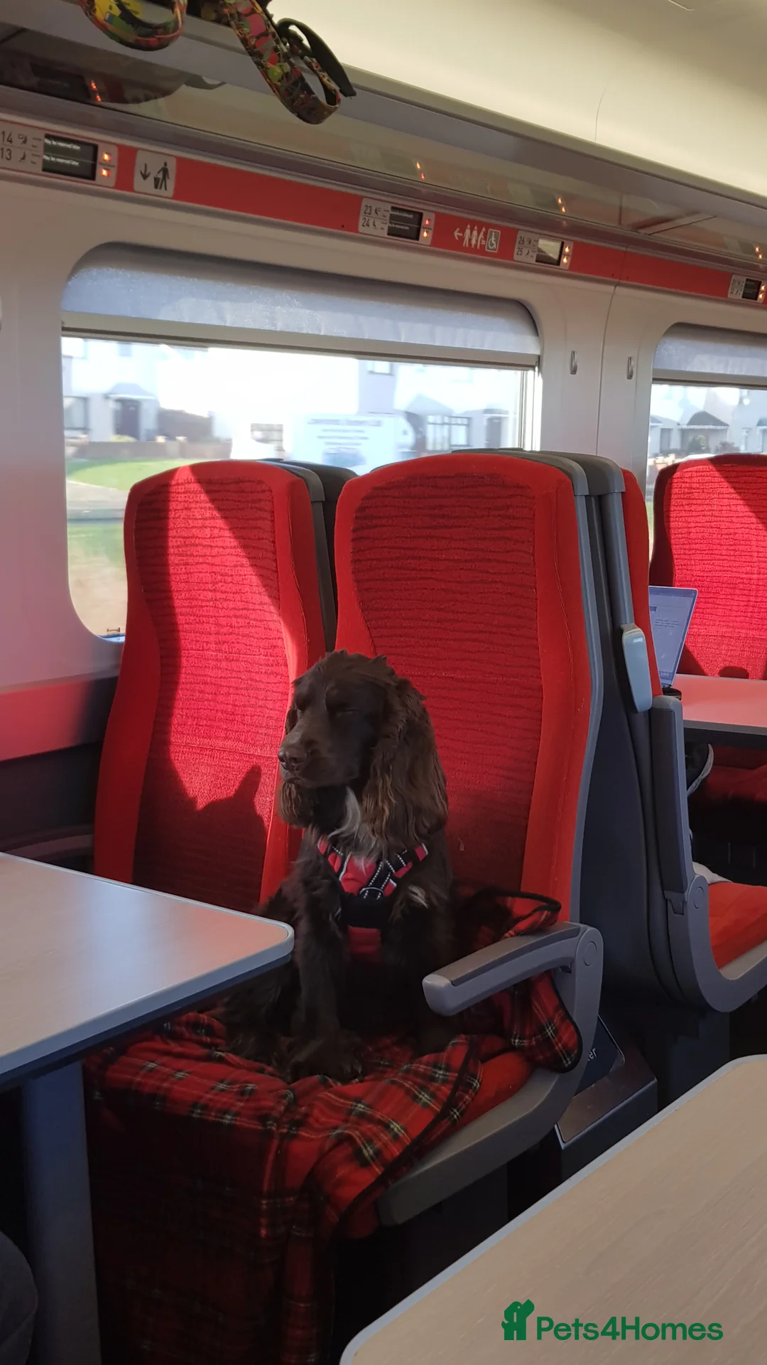 Field Spaniel dogs for stud: Proven Chocolate Spaniel for Stud  in Livingston - Advert 4