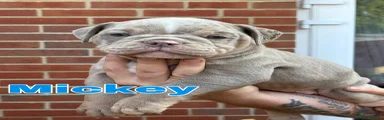 Old Tyme Bulldog 2