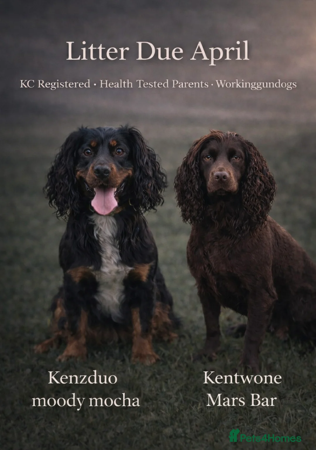 Cocker Spaniel dogs for sale: Cocker Spaniel confirmed in pup - Advert 1