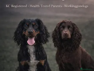 Cocker Spaniel dogs Cocker Spaniel confirmed in pup - Advert 1