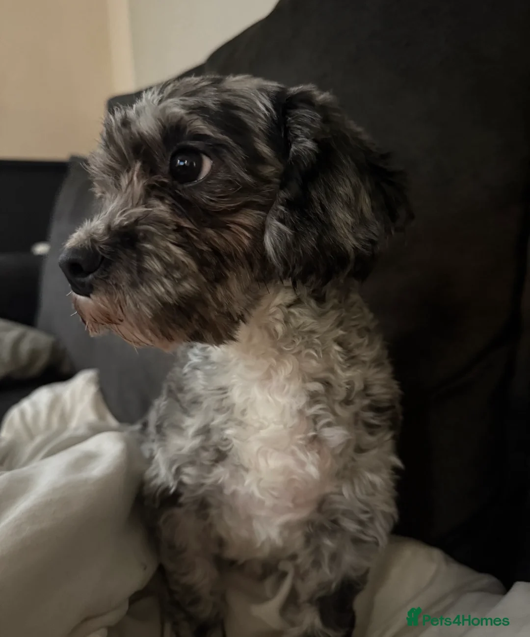 Schnoodle dogs for sale: miniature/toy schnoodle puppies  - Advert 21