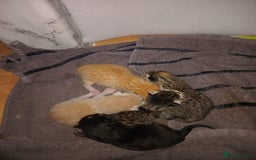 Bengal cats for sale: Bengal kittens for rehome - Image 2