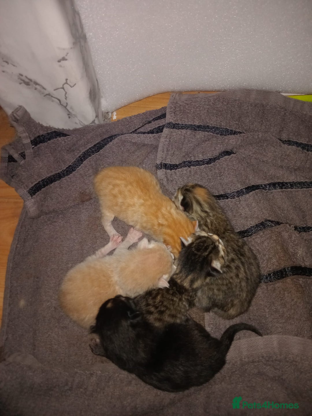 Bengal cats for sale: Bengal kittens for rehome - Image 2