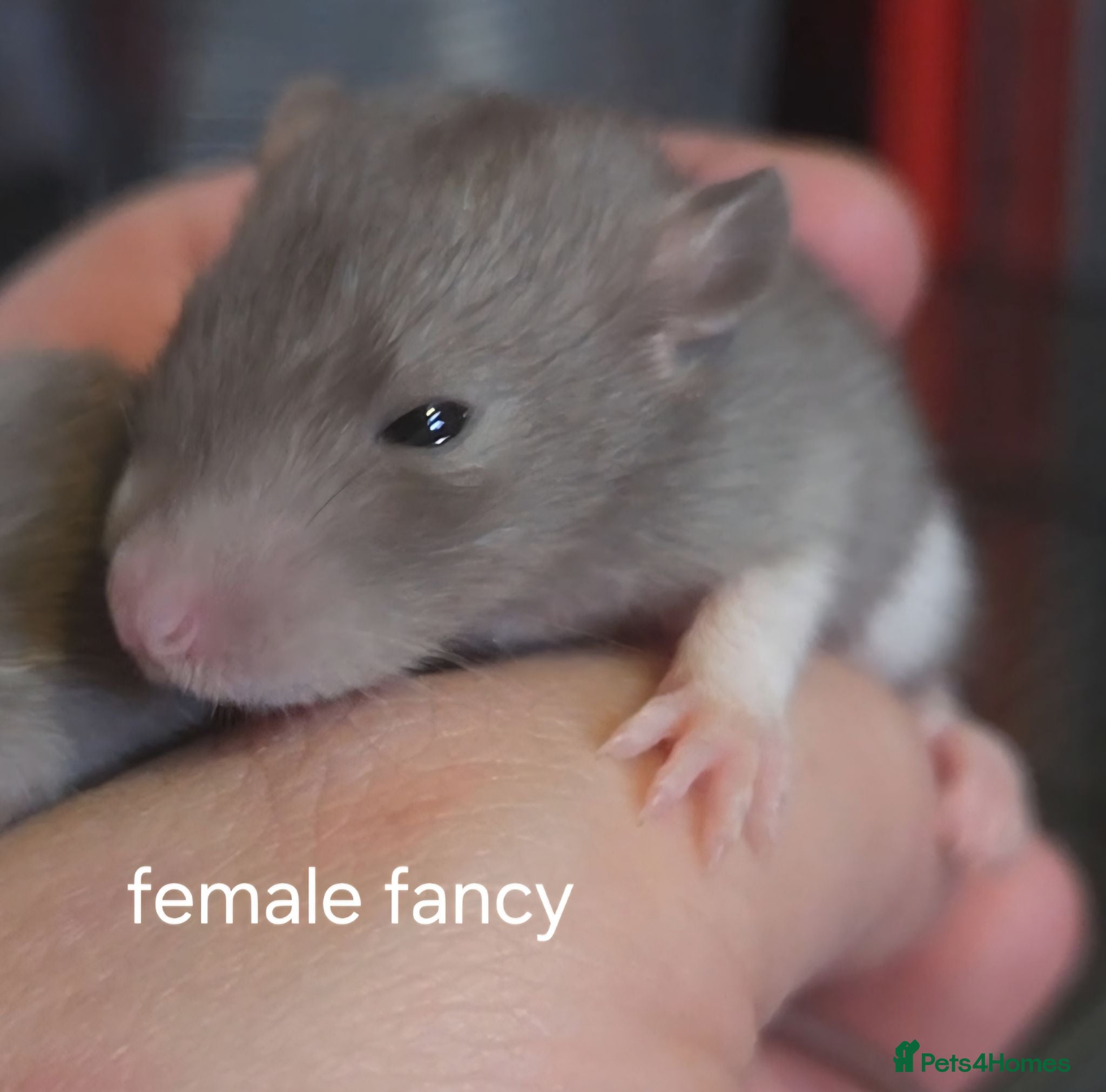 Rat rodents Dumbos and fancy rats ready now.  - Advert 1
