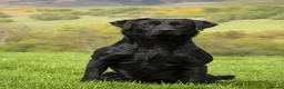 Labrador Retriever dogs for sale: One Fab well bred wee boy available (Vigilance) - Advert 6