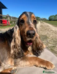 Milo