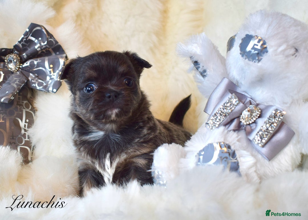 Chihuahua dogs for sale: Stunning long coat chihuahua puppies - Image 12