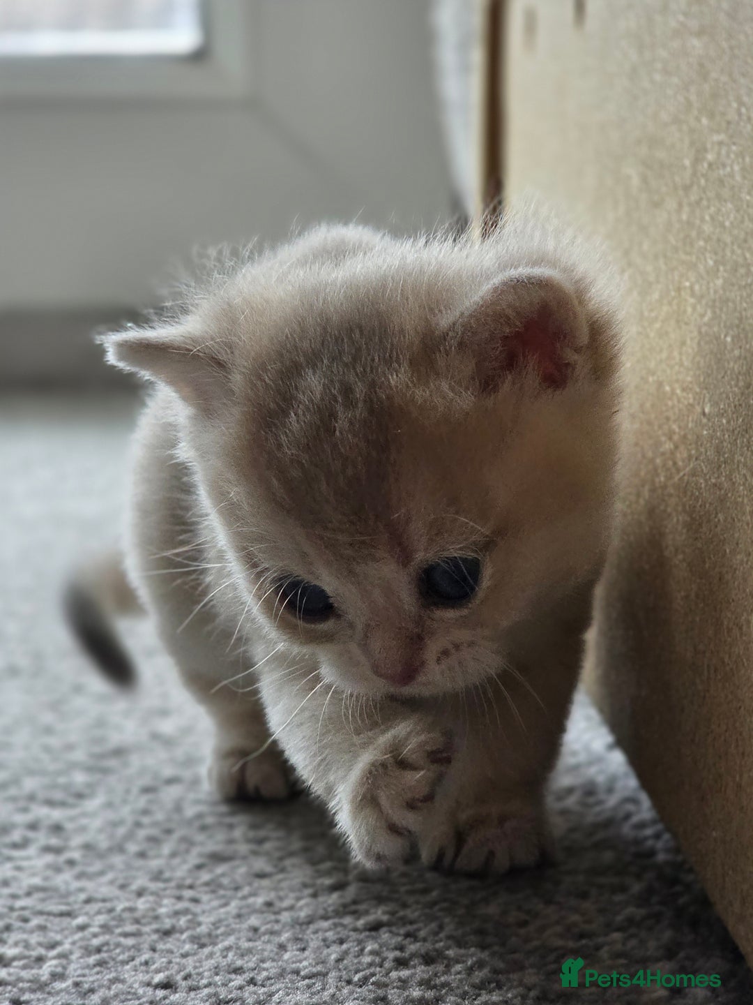 British Shorthair cats for sale: British shorthair Tica😻😽🐈😺😍🌹🌸🌼 - Advert 26