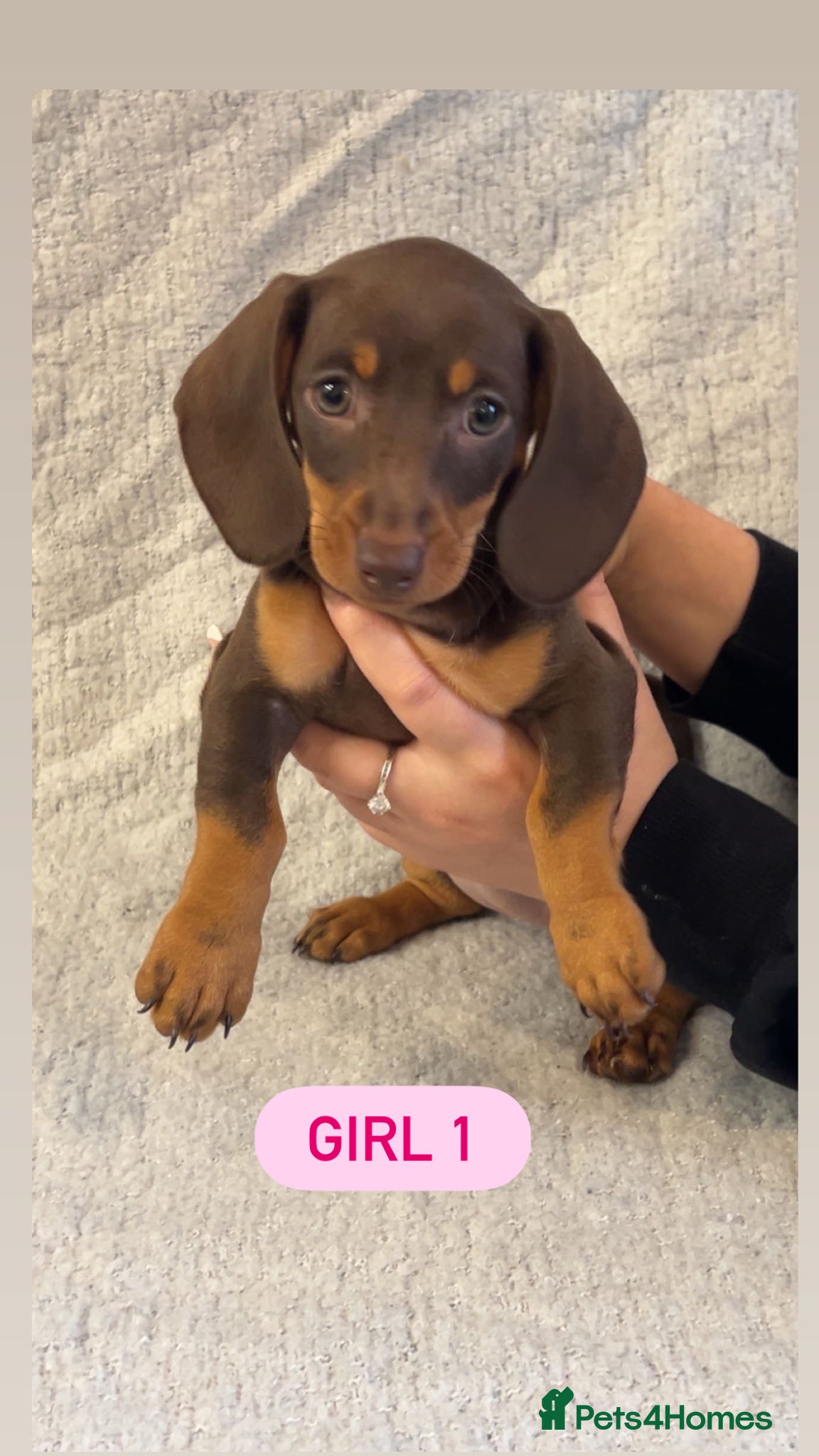 Dachshund dogs Chocolate datchounds  - Advert 1