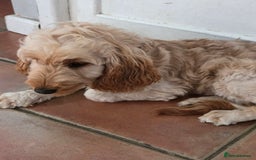 Cockapoo dogs for sale: FULLY VACCINATED cockapoo girl  - Image 3