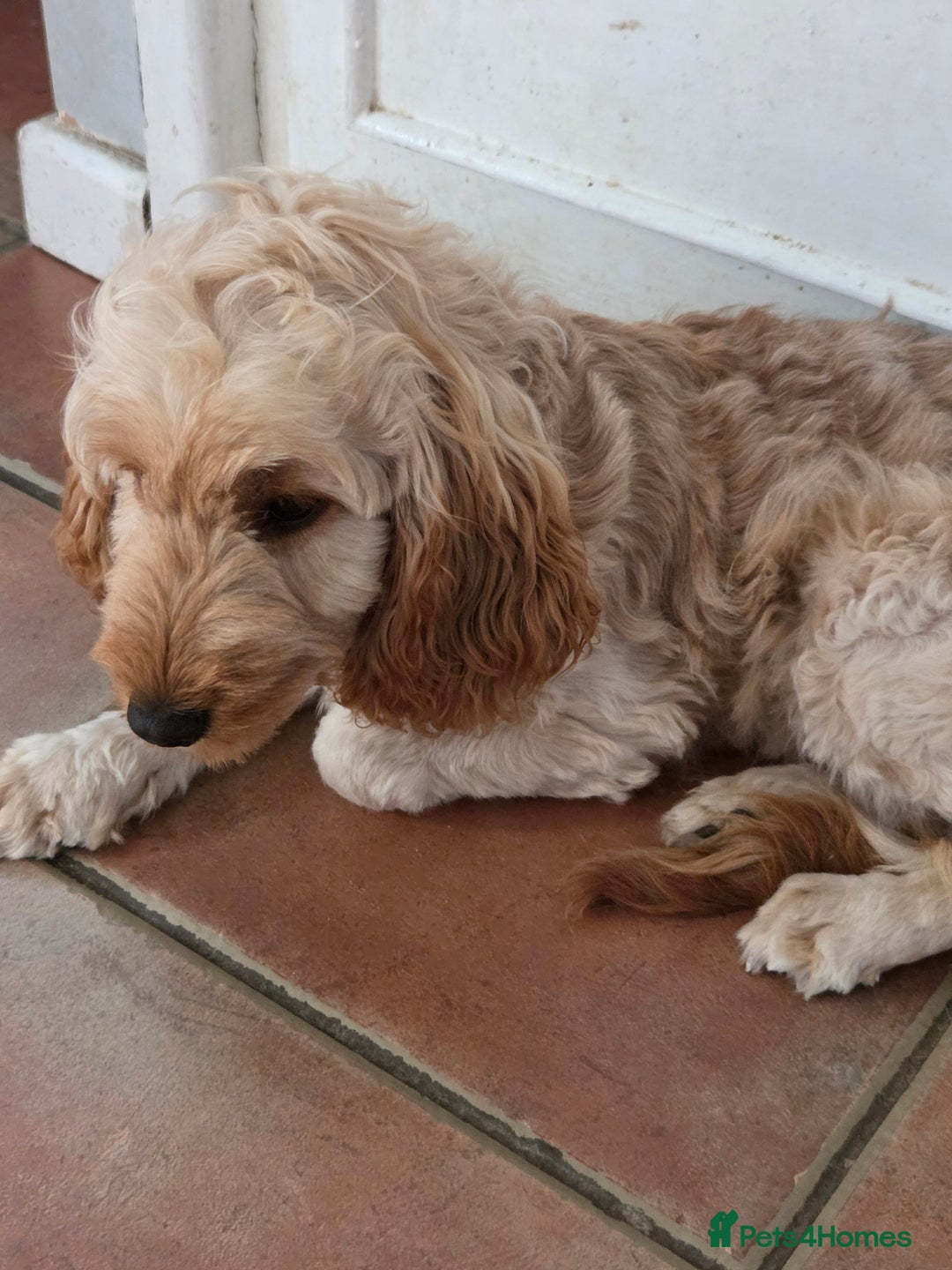 Cockapoo dogs for sale: FULLY VACCINATED cockapoo girl  - Image 3