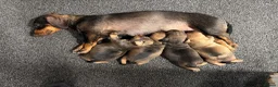 Mixed Breed dogs for sale: Gorgeous Female Pup (Last One)  in Norwich - Advert 5