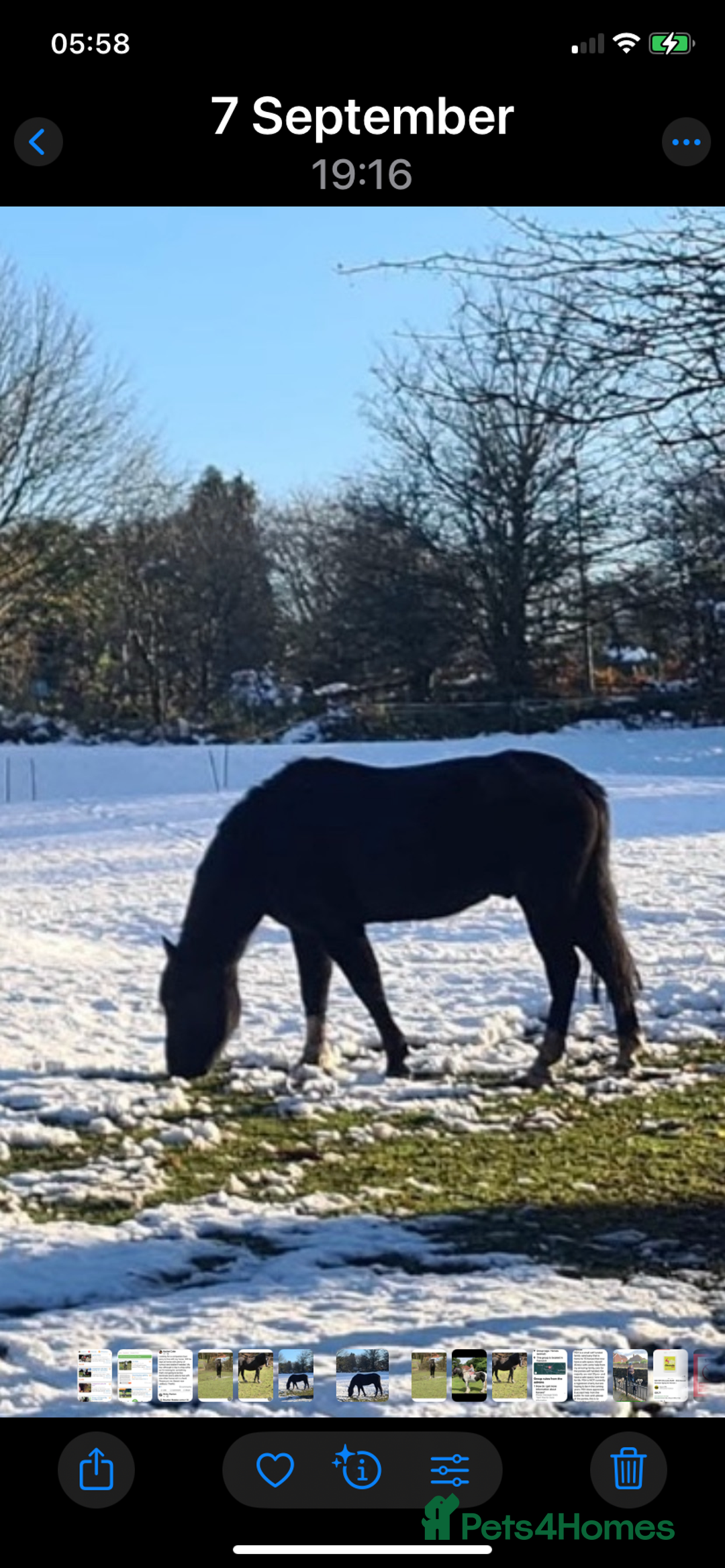 New Forest horses for sale: Forever home for companion pony - Image 1