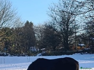 New Forest horses - Advert 7