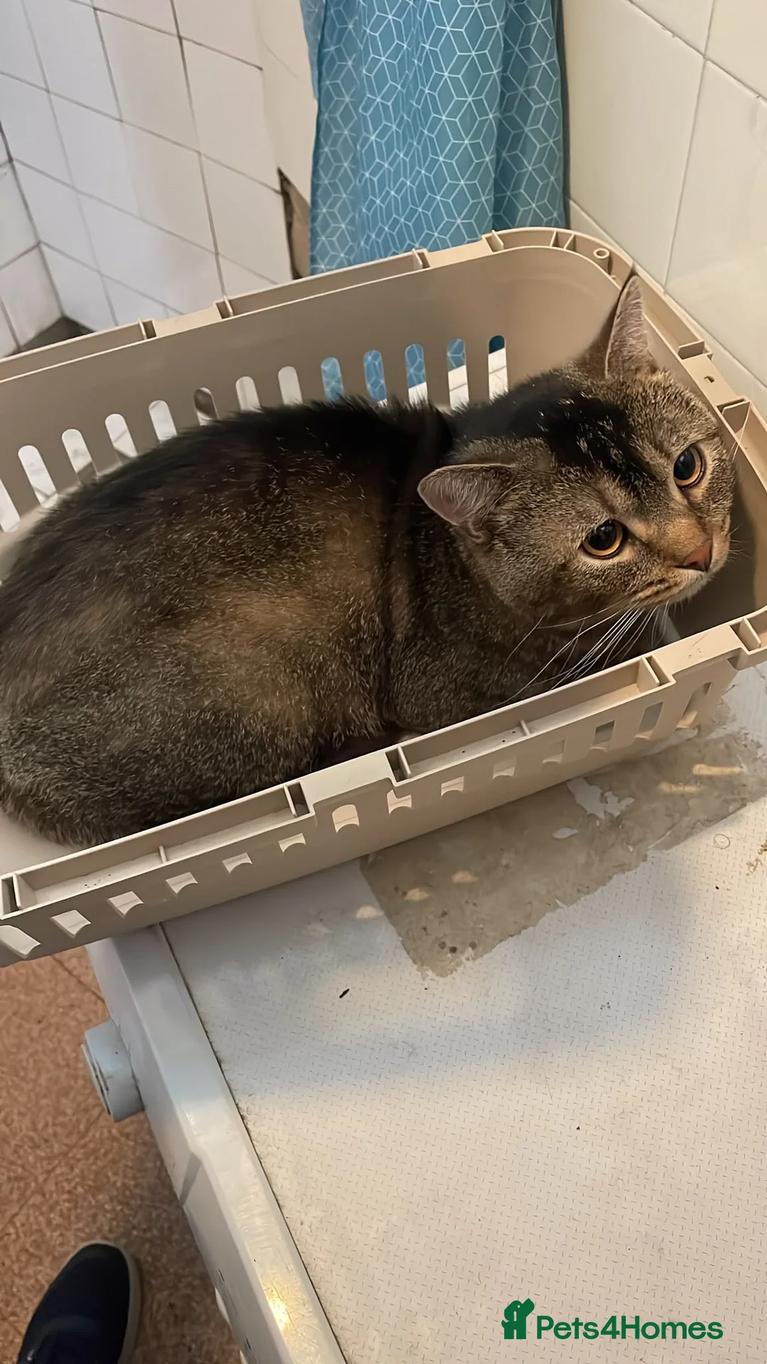 Mixed Breed cats for sale: Male cat mixed breed  - Advert 1