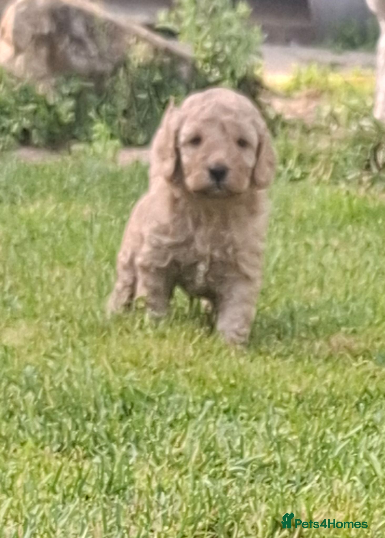 Cockapoo dogs Gorgeous cockapoos - Advert 2
