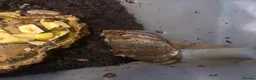 Snails invertebrates for sale: Giant African land snails babies and adults  - Advert 4
