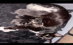 Domestic Shorthair cats for sale: Beautiful Litter of 4 Kittens - Image 9