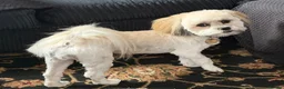 Lhasa Apso dogs for sale: Periwinkle - Advert 3