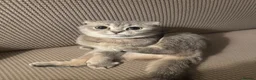 Mixed Breed cats for sale: Scottish fold x Ragdoll mix - Advert 2