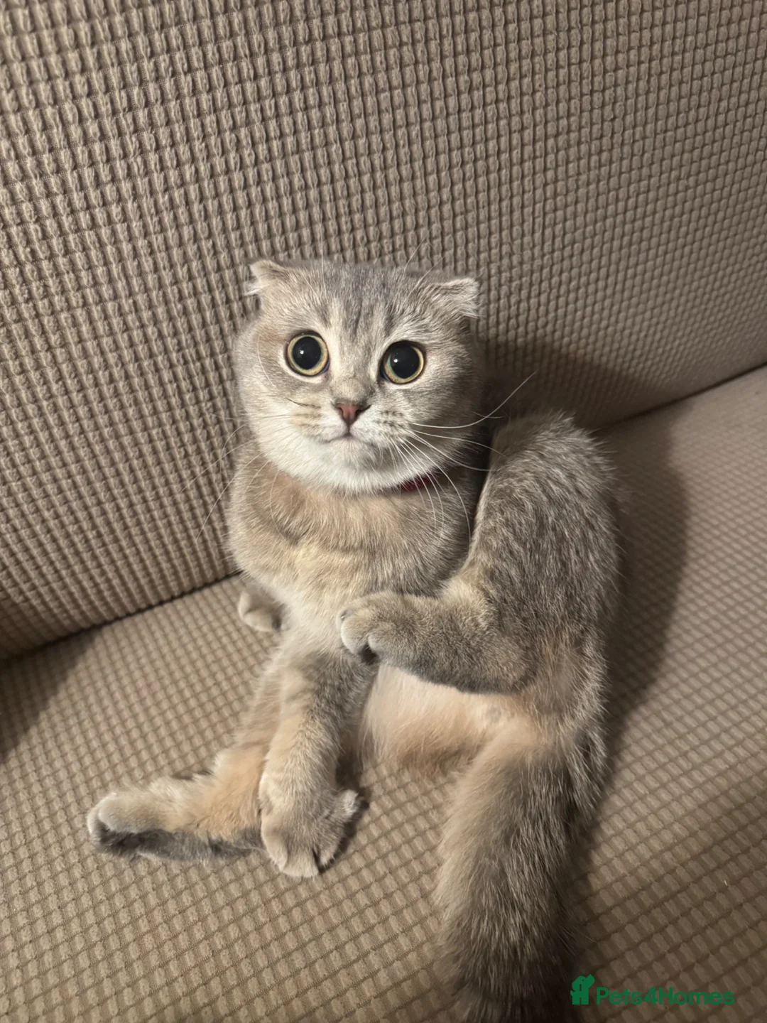 Mixed Breed cats for sale: Scottish fold x Ragdoll mix - Advert 2