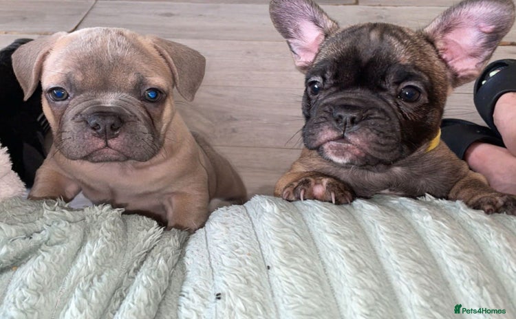 French Bulldog dogs - Advert 1