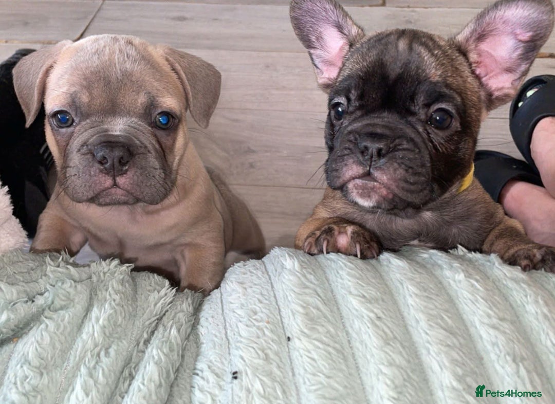 French Bulldog dogs for sale: Two French bulldog pups - Image 1
