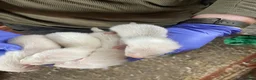 Ferret rodents for sale: Half angora silver/white  in Sherborne - Advert 10
