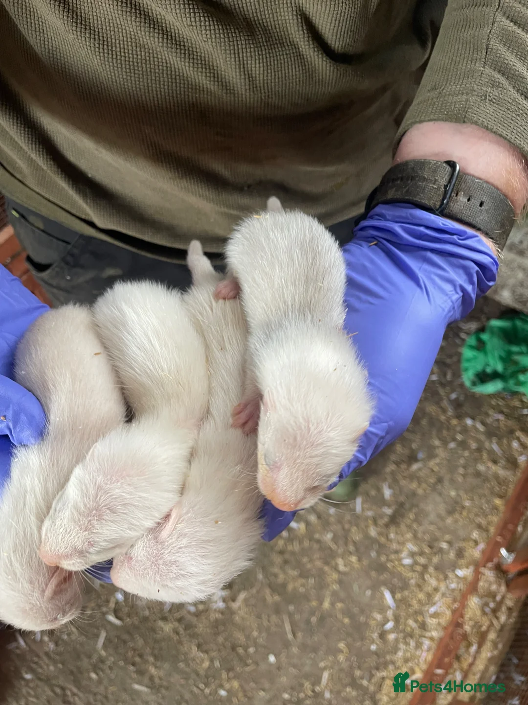 Ferret rodents for sale: Half angora silver/white  in Sherborne - Advert 10