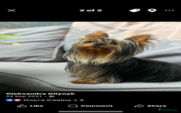 Yorkshire Terrier dogs for sale: Yorkshire terrier puppy  - Image 10