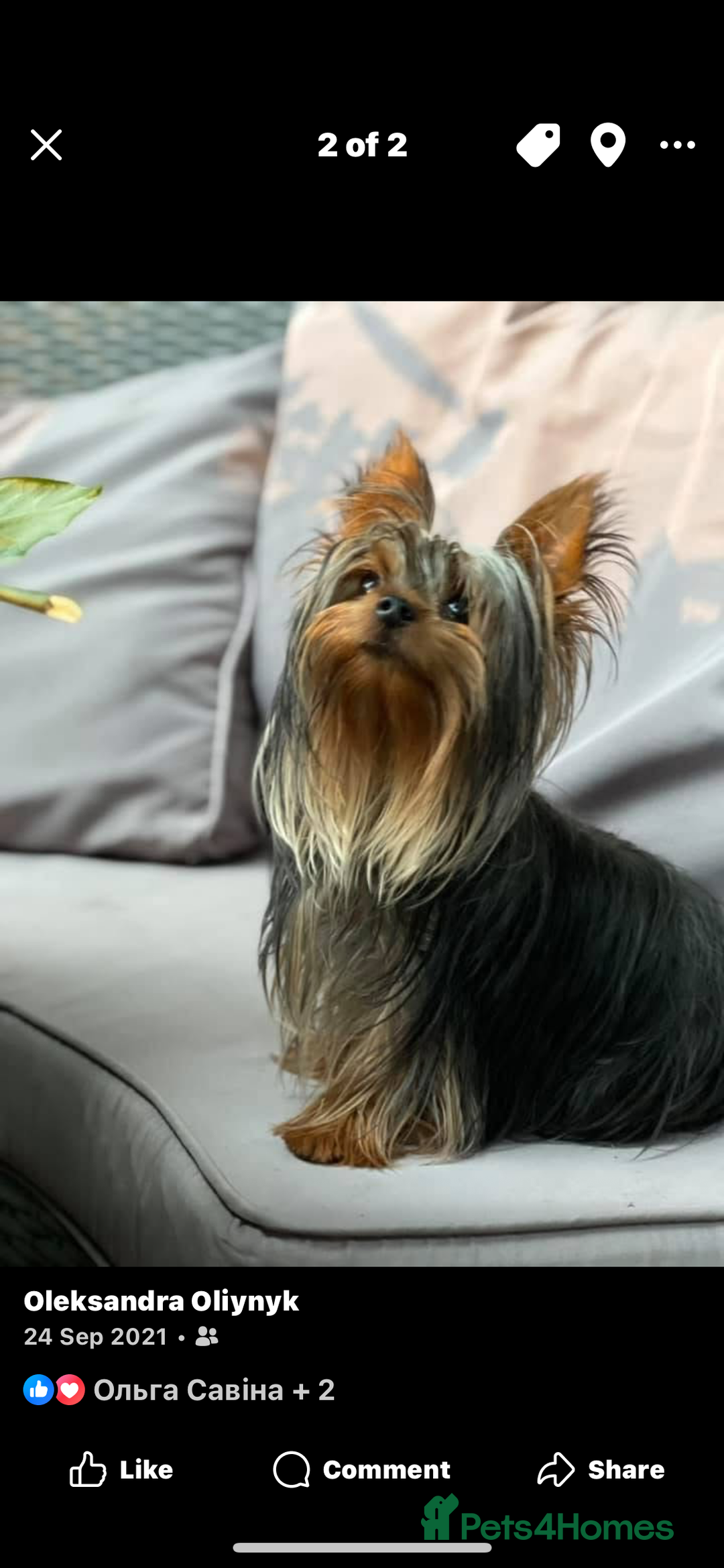 Yorkshire Terrier dogs for sale: Yorkshire terrier puppy  - Image 10