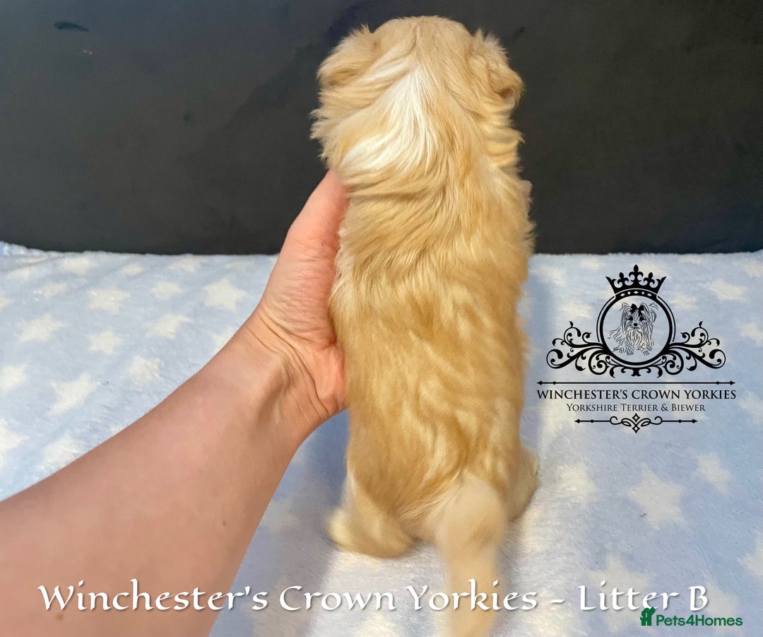Yorkshire Terrier dogs for sale: ❤️ Champion heritage KC reg.PEDIGREE puppies! 🐶❤️ - Image 10