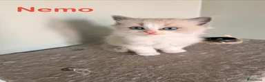 Nemo