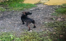 Jack Russell dogs for sale: Black Brindle Jack Russell. Price reduced !  - Image 7