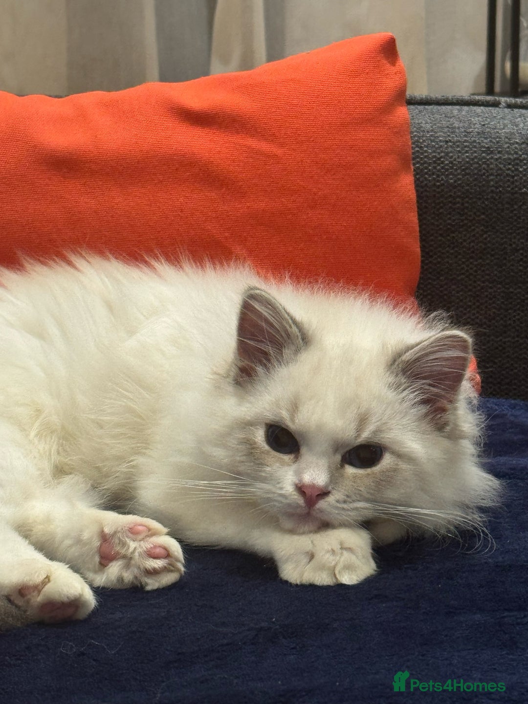 Ragdoll cats for sale: Ragdoll collect in Waterloo  - Image 2