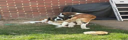 Saint Bernard dogs for sale: Saint Bernard puppy  - Advert 1