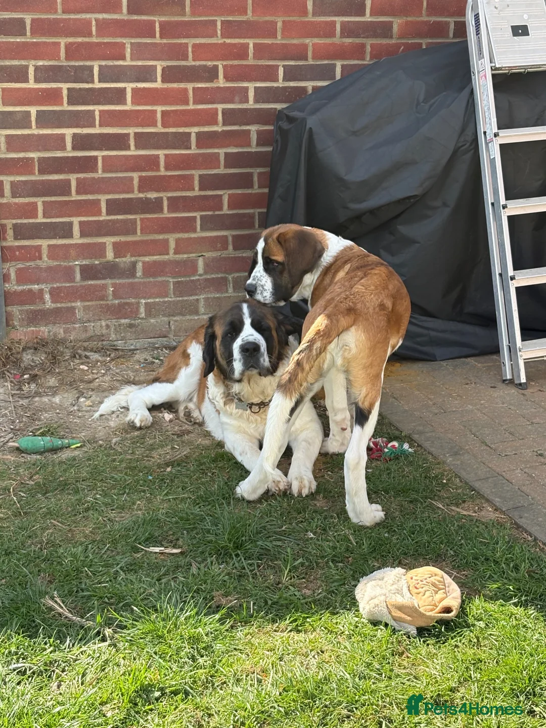 Saint Bernard dogs for sale: Saint Bernard puppy  - Advert 1