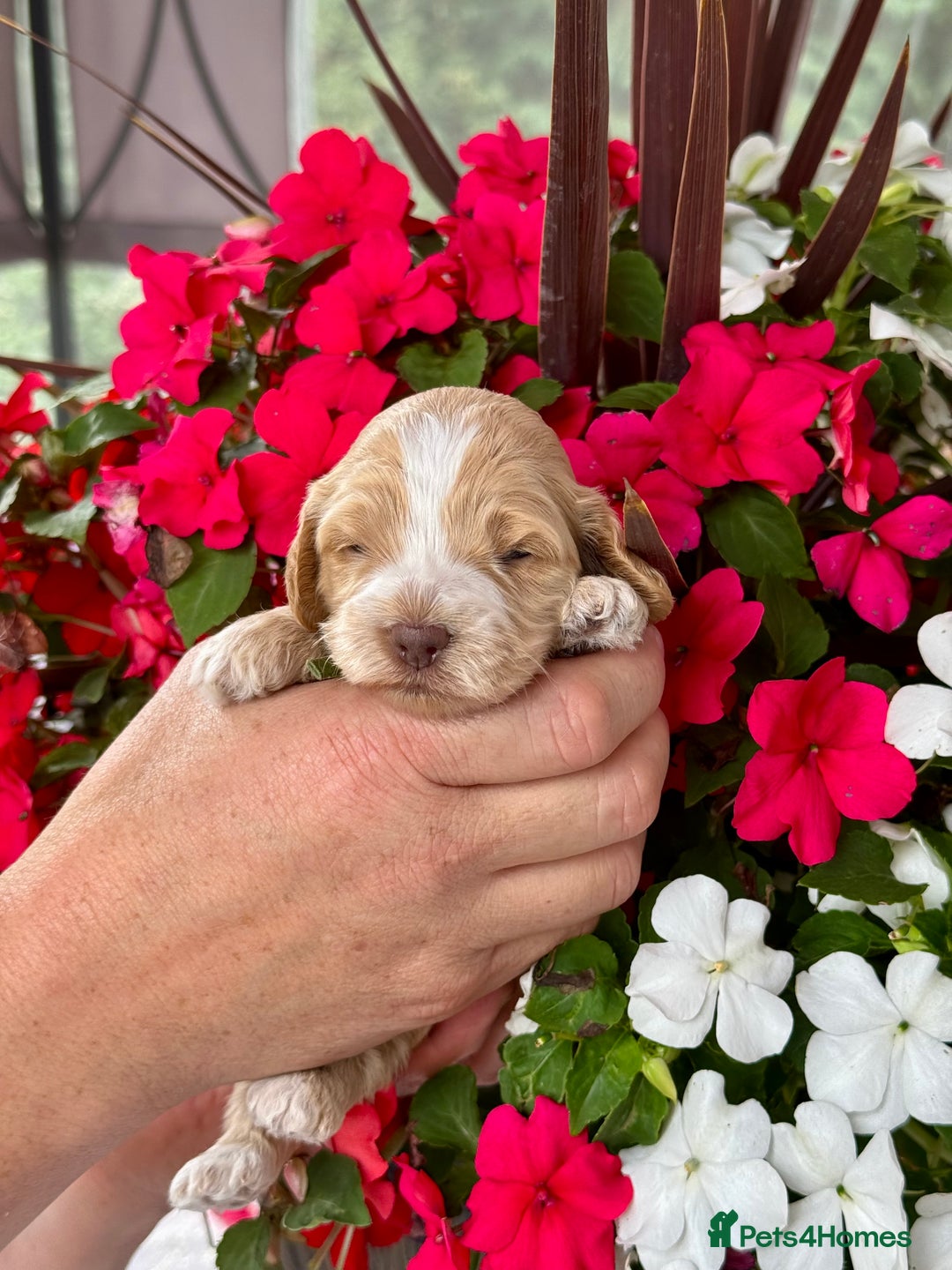 Cockapoo dogs for sale: 7 gorgeous apricot f1 DNA tested Cockerpoos  - Image 7