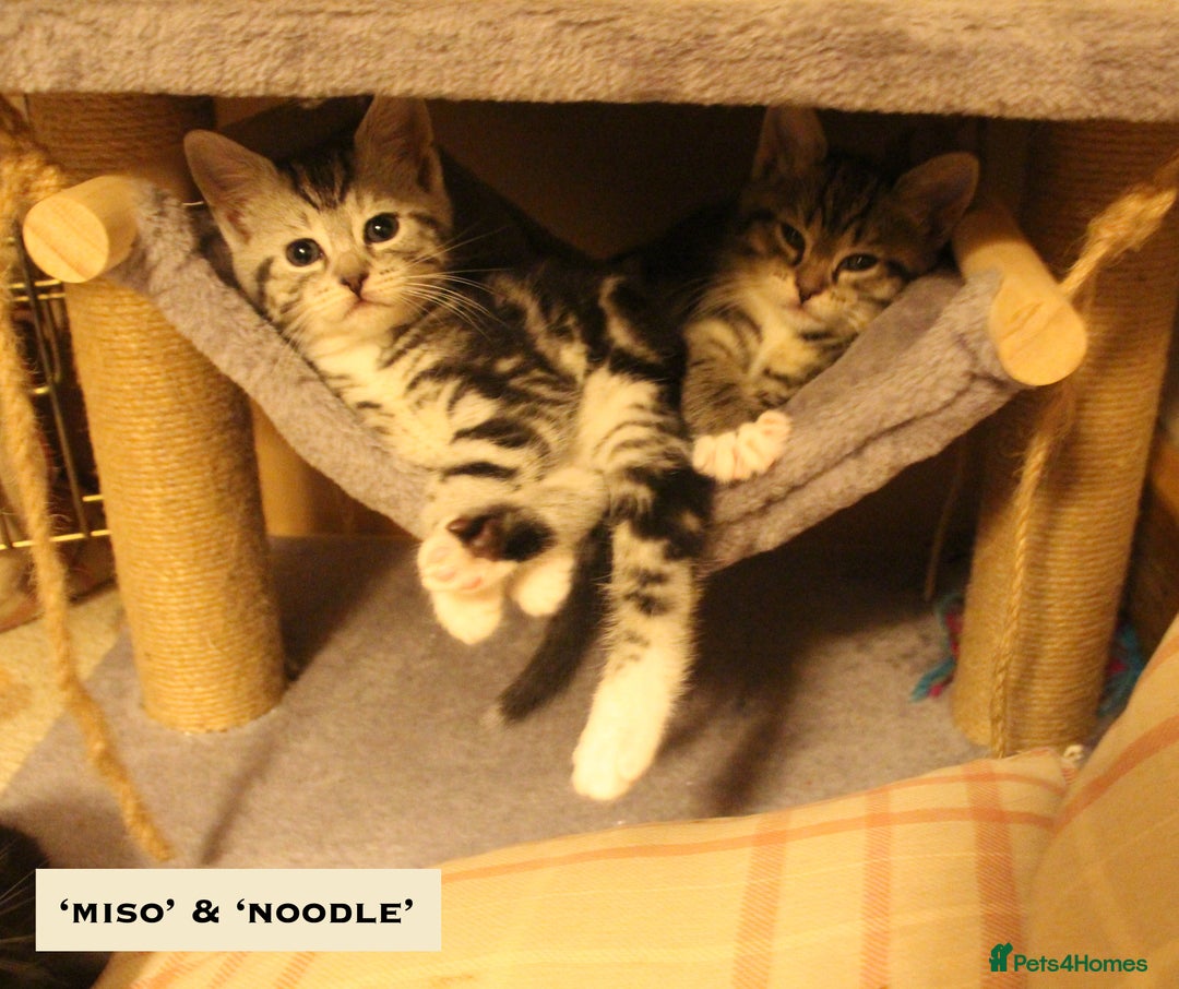 Mixed Breed cats for sale: Maine Coon Cross Kittens – Home Raised, Ready Jan - Advert 19