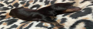 Dachshund Puppy 6