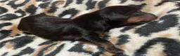 Dachshund dogs for sale: The Dapple Dachshunds Nottinghamshire  - Advert 12