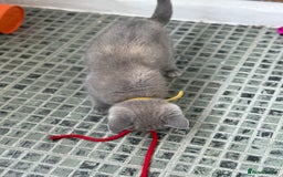 British Shorthair cats for sale: 🏡 Vaccinated Bsh kittens - GCCF parents - Image 14