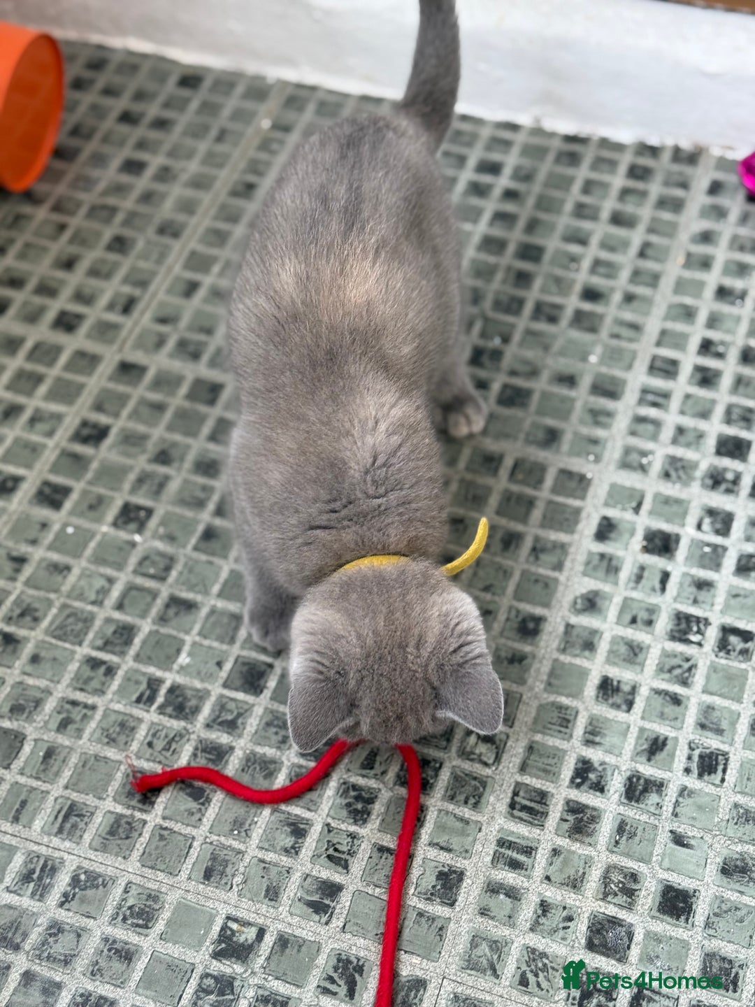 British Shorthair cats for sale: 🏡 Vaccinated Bsh kittens - GCCF parents - Image 14