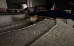 Mixed Breed cats for sale: 2 playful, confident kittens ready for new home  - Advert 4