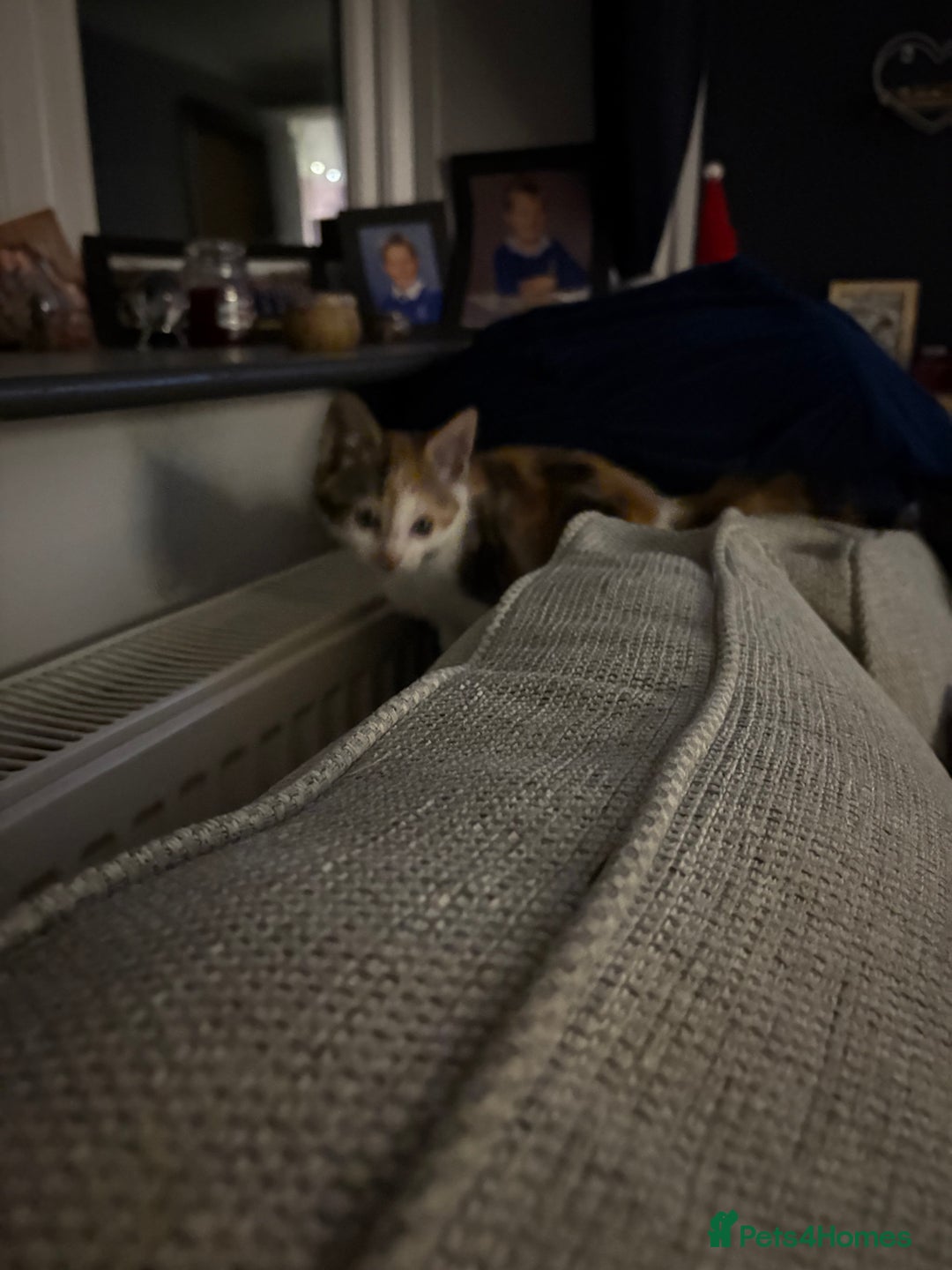 Mixed Breed cats for sale: 2 playful, confident kittens ready for new home  - Advert 4